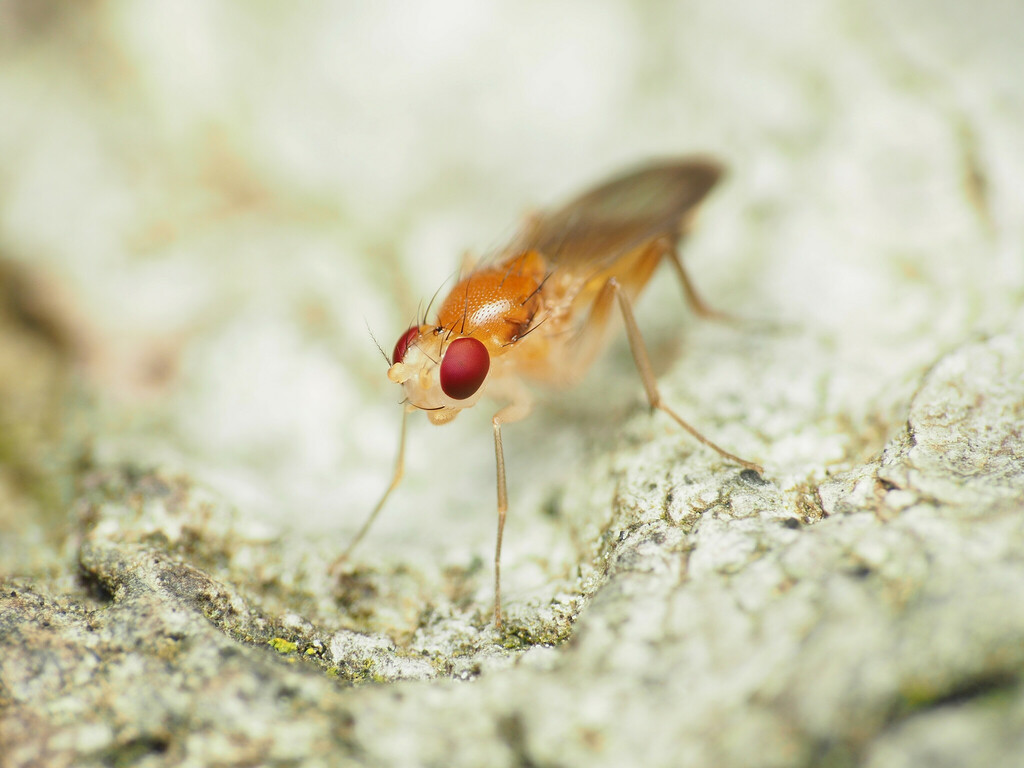Sobarocephala flava