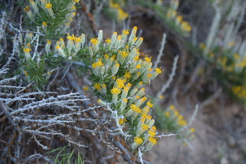 Image of Tetradymia spinosa by (c) Mitch Van Dyke, some rights reserved (CC BY)