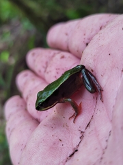 Lithobates vibicarius