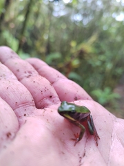Lithobates vibicarius