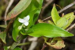 Tripogandra serrulata