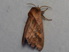 Bellura densa
