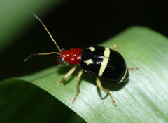 Gynandrobrotica ventricosa