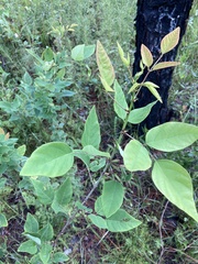Desmodium floridanum