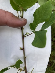 Desmodium floridanum
