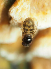 Mycodrosophila stalkeri