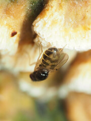 Mycodrosophila stalkeri