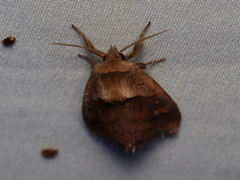 Bellura densa