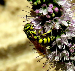 Philanthus multimaculatus
