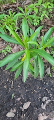 Verbesina virgata