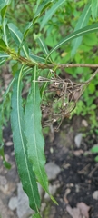 Verbesina virgata