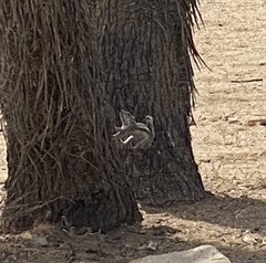 Ammospermophilus leucurus