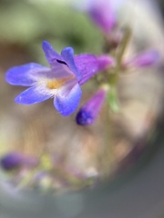Penstemon pseudoparvus