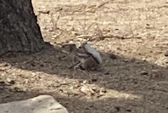 Ammospermophilus leucurus