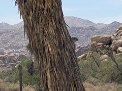 Ammospermophilus leucurus