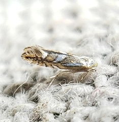 Phyllonorycter propinquinella