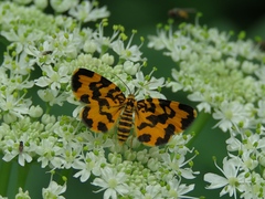 Polythrena coloraria