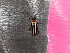 Disonycha pensylvanica