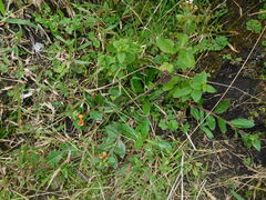 Oenothera epilobiifolia
