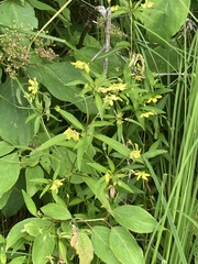 Lysimachia hybrida