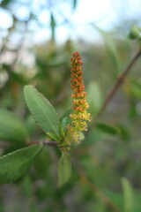 Colliguaja odorifera