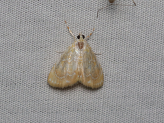 Glaphyria glaphyralis