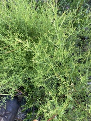 Lechea tenuifolia