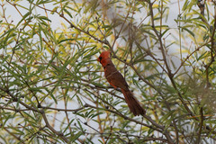 Cardinalis cardinalis superbus