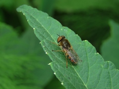 Odontomyia ornata