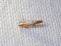 Cremastobombycia solidaginis