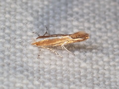 Cremastobombycia solidaginis