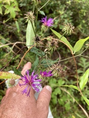 Vernonia pulchella
