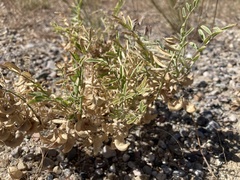 Astragalus geyeri