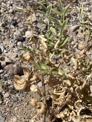 Astragalus geyeri