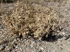 Astragalus geyeri