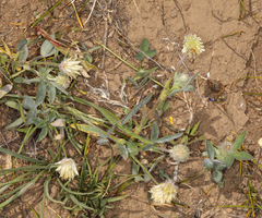 Trifolium eriocephalum eriocephalum