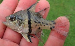 Sphaeramia orbicularis