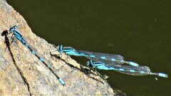 Enallagma carunculatum