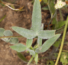 Trifolium eriocephalum eriocephalum