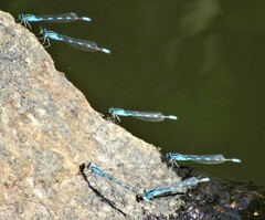 Enallagma carunculatum