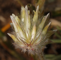 Trifolium eriocephalum eriocephalum