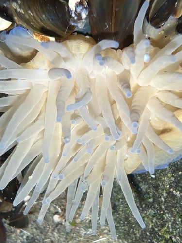 Photo of Beadlet anemone (Actinia equina)
