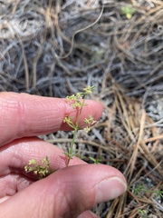 Galium fendleri