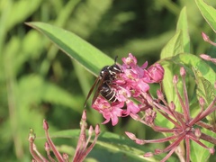 Dolichovespula arctica