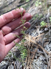 Galium fendleri