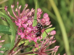 Dolichovespula arctica