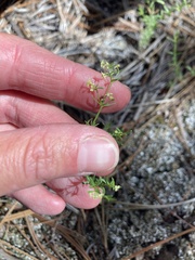 Galium fendleri
