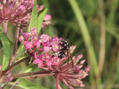 Dolichovespula arctica