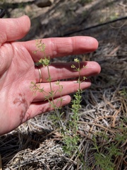 Galium fendleri