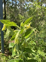 Lithospermum exsertum
